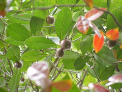 Ternstroemia calycina