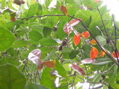 Ternstroemia calycina