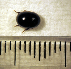 Hydrostygnus frontalis