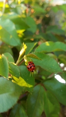 Harmonia axyridis