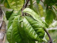 Ipomoea ternata