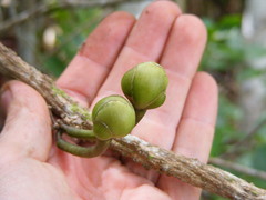 Ipomoea ternata