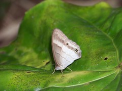 Euptychoides laccine
