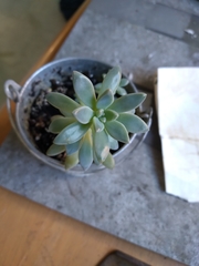 Pachyphytum