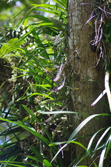 Dendrobium aloifolium