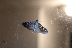 Phostria cyrisalis