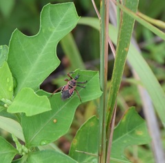 Apiomerus floridensis