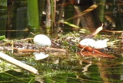 Tachybaptus dominicus