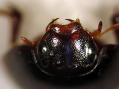 Hydrostygnus frontalis