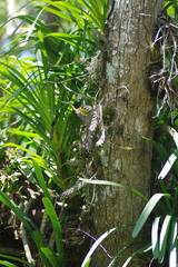 Dendrobium aloifolium