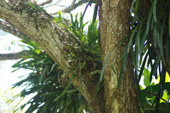 Dendrobium aloifolium