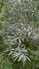 Elaeagnus angustifolia