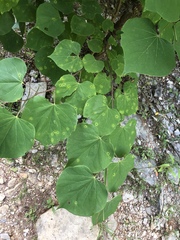 Pseudocercospora vitis