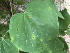 Pseudocercospora vitis