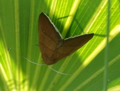 Argyrostrotis quadrifilaris
