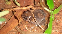 Sphaerotheca dobsonii