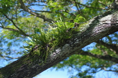 Dendrobium indivisum