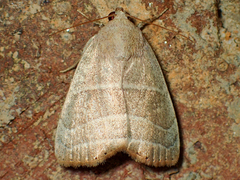 Bagisara repanda
