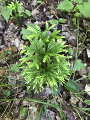 Lycopodiales
