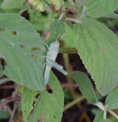 Schistocerca serialis cubense