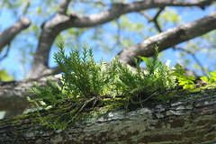 Dendrobium indivisum
