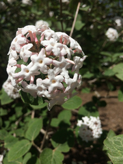 Viburnum carlesii bitchiuense