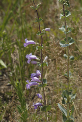 Penstemon grandiflorus