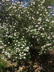 Viburnum carlesii bitchiuense