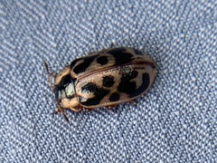 Chrysomela knabi