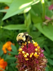 Bombus griseocollis