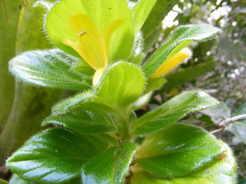 Columnea urbanii
