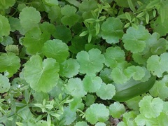 Hydrocotyle americana