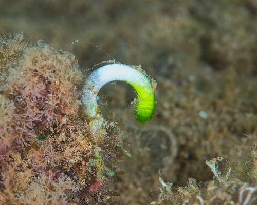 Neomeris vanbosseae