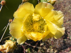 Opuntia tuna