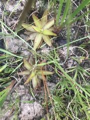 Pinguicula planifolia