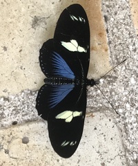 Heliconius sara elektra
