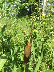 Typha × glauca
