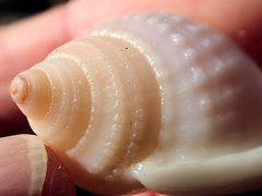 Semicassis semigranosa