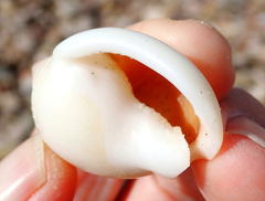 Semicassis semigranosa