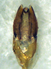 Hydrostygnus frontalis
