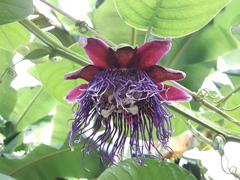 Passiflora
