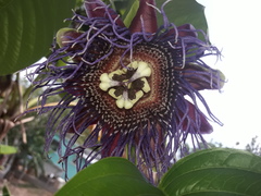 Passiflora