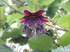 Passiflora quadrangularis image