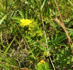 Potentilla chinensis