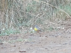 Crithagra citrinipectus