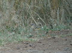 Crithagra citrinipectus