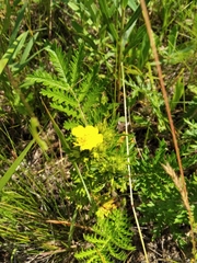 Potentilla chinensis