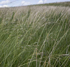 Hesperostipa spartea