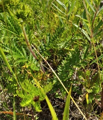 Potentilla chinensis