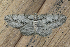 Iridopsis vellivolata